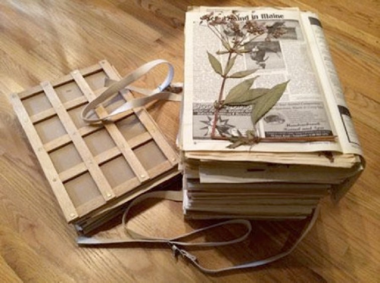 Fotografía de un libro archivo de plantas