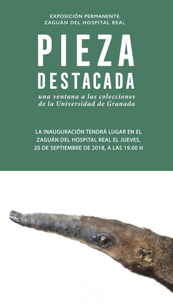 Pieza destacada. una ventana a las colecciones de la Universidad de Granada Cartel con un oso hormiguero