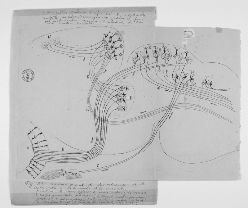 Dibujos de Ramón y Cajal Dibujo esquemático de conexiones nerviosas