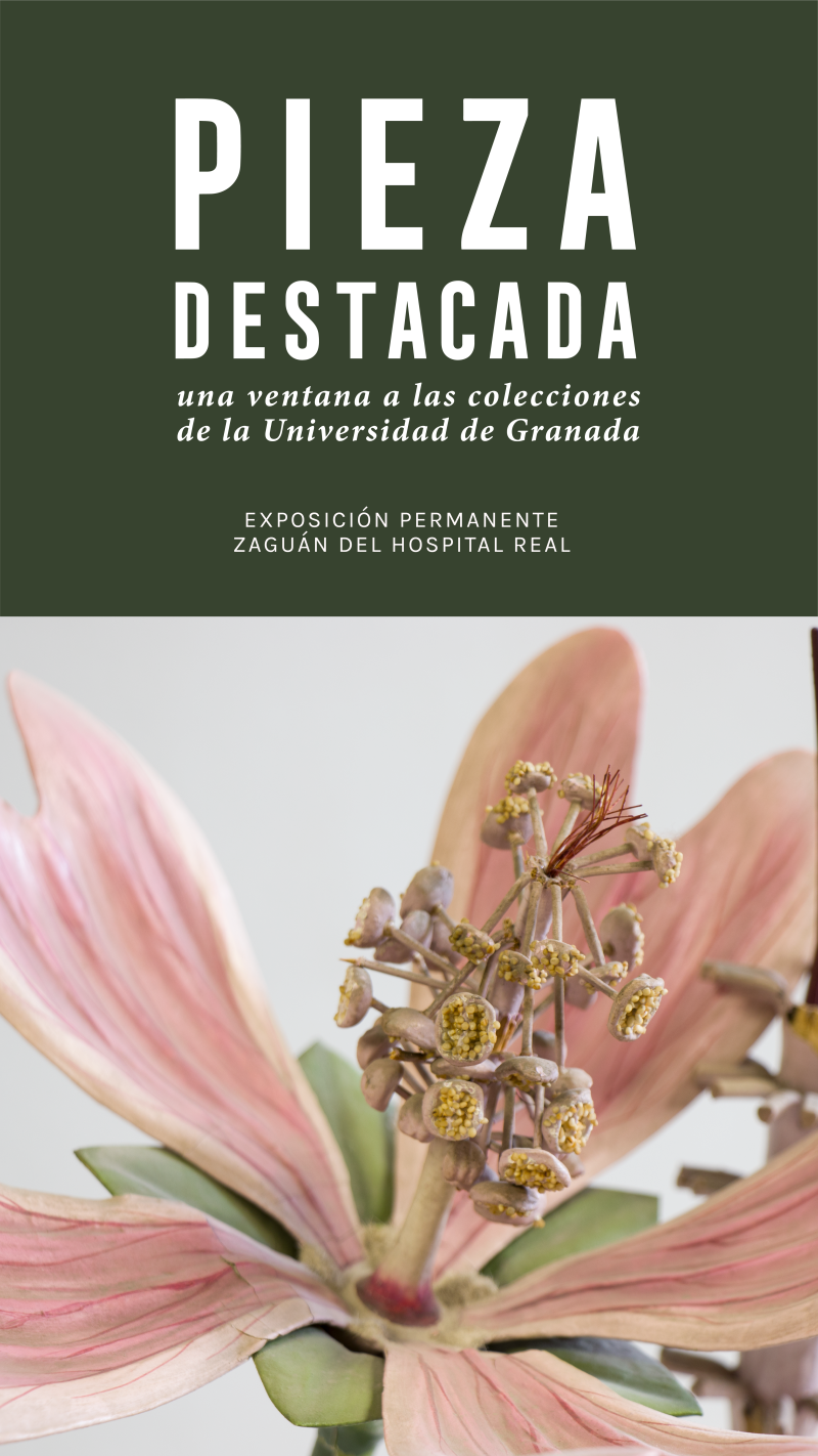 Pieza Destacada. Botánica Cartel de la actividad en el que aparece una fotografía detalle de una flor
